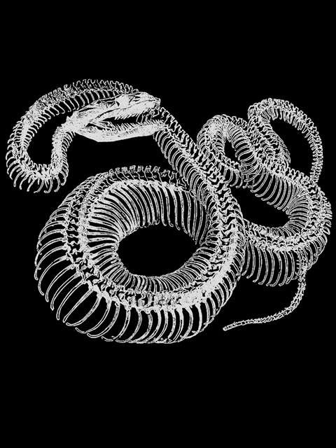 Snake Skeleton 